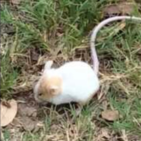 Meet your Posher, Christine - Picture 1 of 1